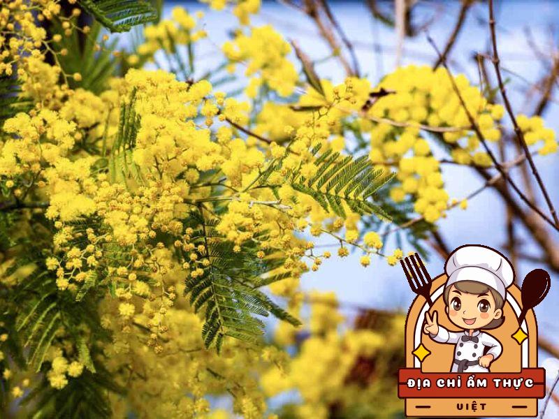 Thời Gian Hoa Mimosa Nở Rộ Và Đẹp Nhất